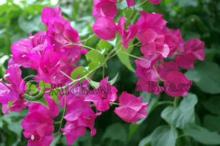 Bougainvillea in Limassol